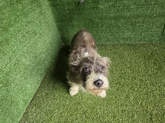 An adult small-sized female Terrier dog named Happy for adoption in Lancaster, CA