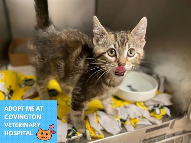 A baby small-sized female Domestic Short Hair cat named Mirasol for adoption in Fort Wayne, IN