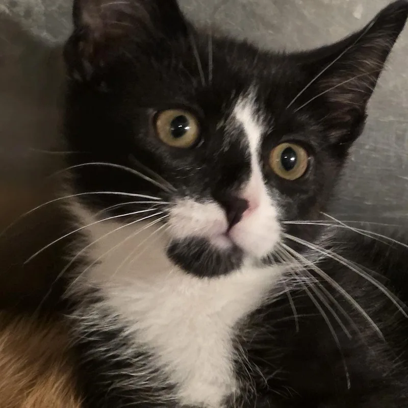 A baby small-sized male Black Domestic Short Hair cat named Oscar for adoption in Glenfield, NY