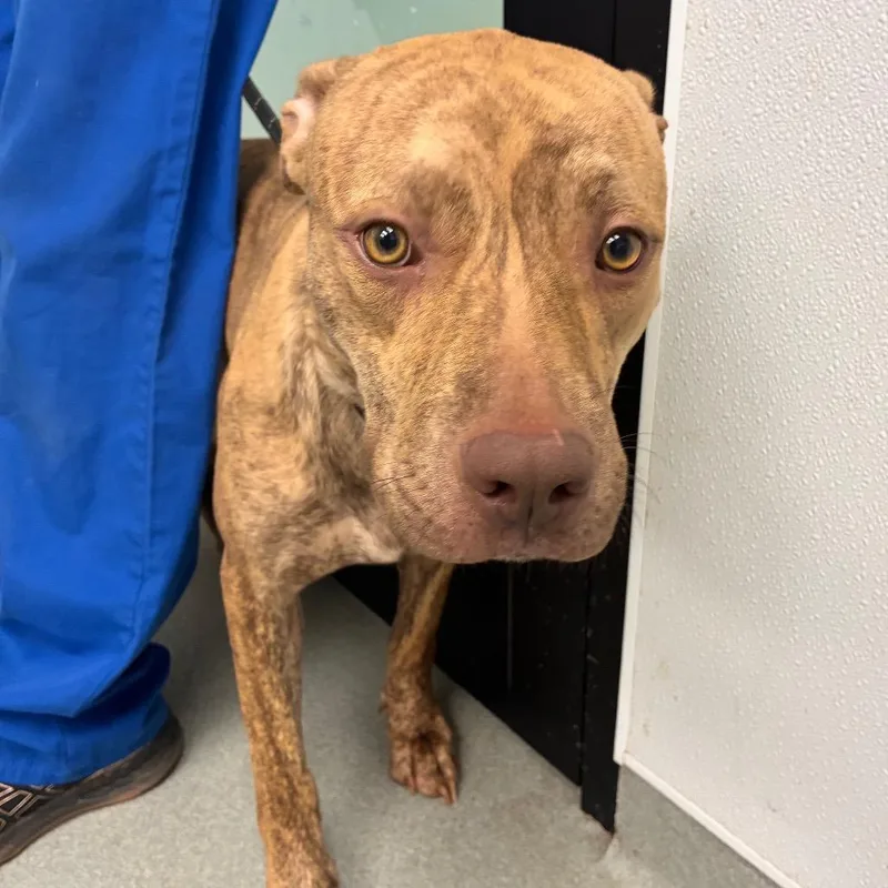 An adult medium-sized female Yellow / Tan / Blond / Fawn Pit Bull Terrier dog named Cher for adoption in Abilene, TX