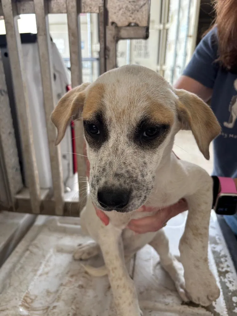 A baby small-sized female Cattle Dog dog named Madeline for adoption in Belton, TX