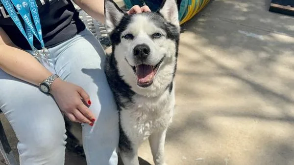 An adult large-sized male Mixed Breed dog named Lou for adoption in Staten Island, NY
