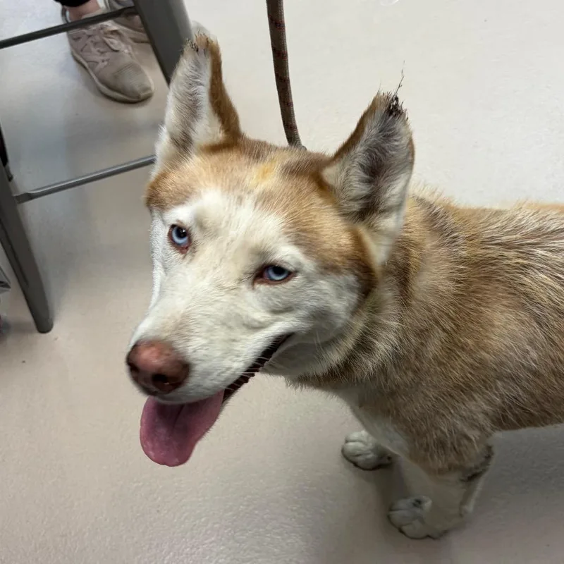 An adult medium-sized female Red / Chestnut / Orange Husky dog named Mya for adoption in Newark, NJ