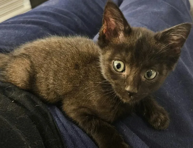 A baby small-sized male Black Domestic Short Hair cat named Yami for adoption in WARNER ROBINS, GA