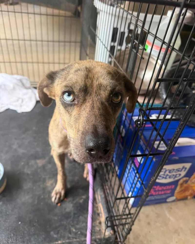 A baby medium-sized male Catahoula Leopard Dog dog named Jed for adoption in Dripping Springs, TX