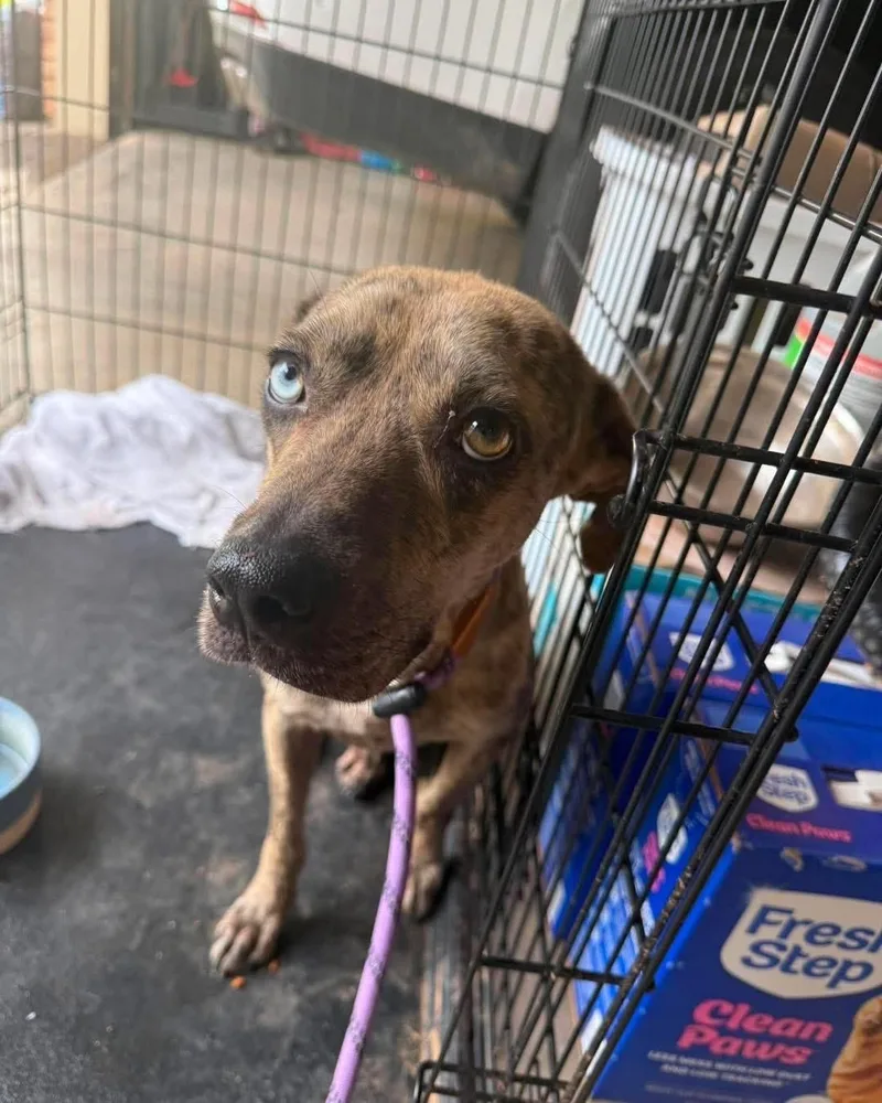 Jed thumbnail 4