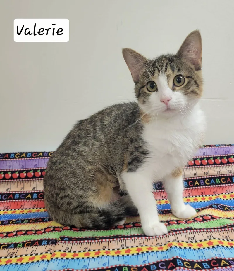 A young medium-sized female Domestic Short Hair cat named Valerie for adoption in LaPlace, LA
