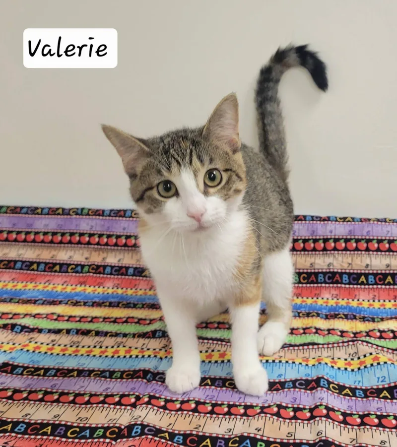 Valerie thumbnail 3