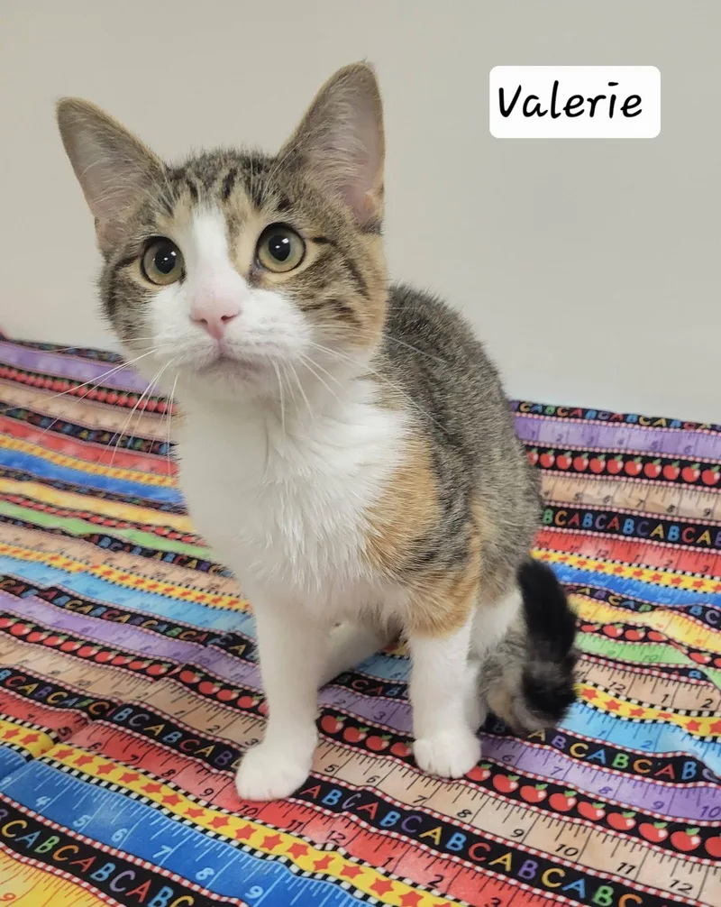 Valerie thumbnail 4