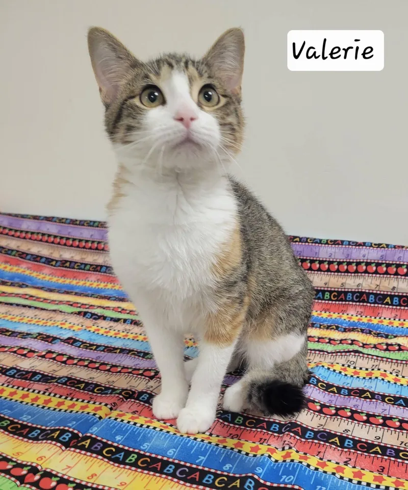 Valerie thumbnail 5