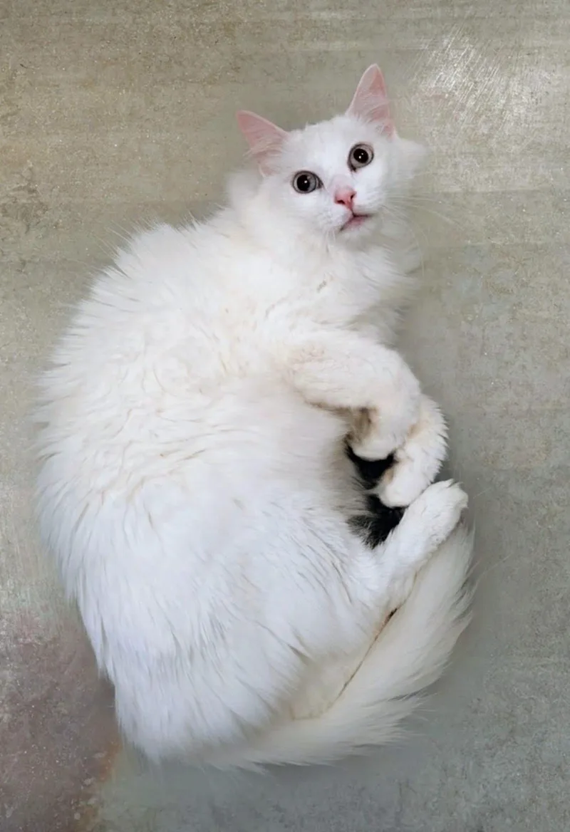 Atlas