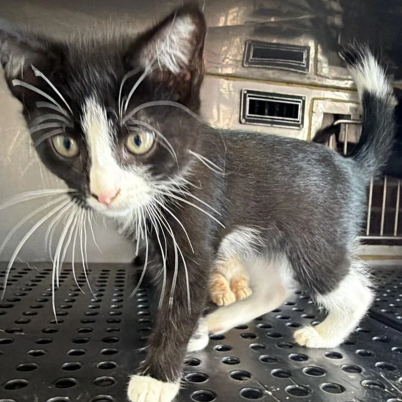 A baby small-sized male Black Domestic Short Hair cat named Dill for adoption in Goshen, IN