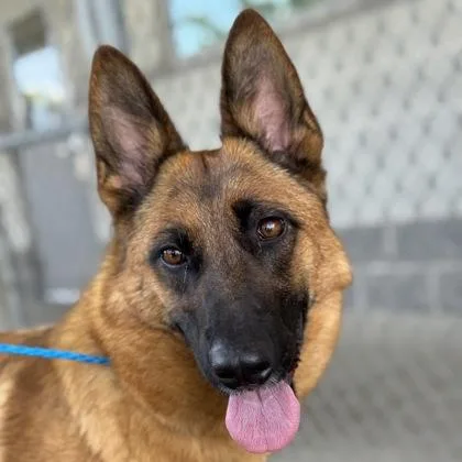An adult large-sized female Yellow / Tan / Blond / Fawn Belgian Shepherd / Malinois dog named Moka for adoption in Sacramento, CA