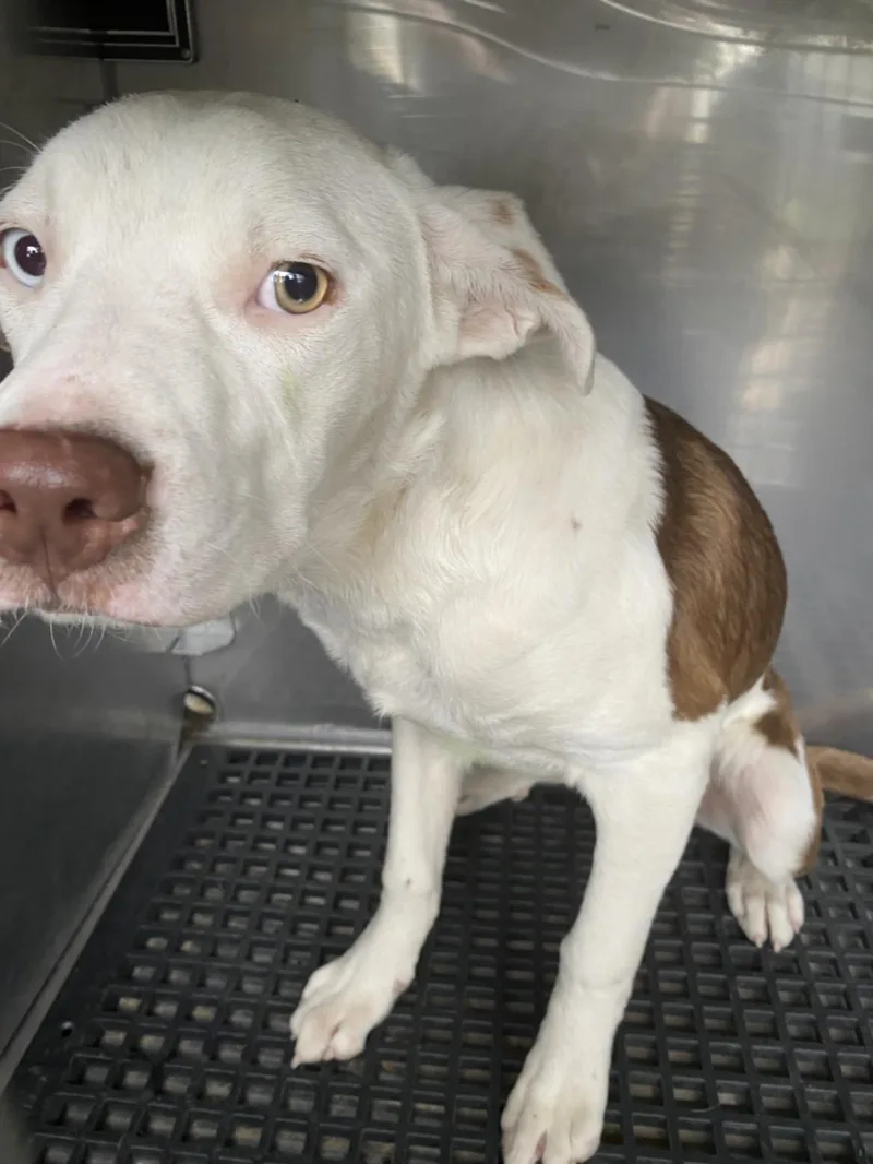 A young medium-sized male Mixed Breed dog named Leon for adoption in Dallas, TX