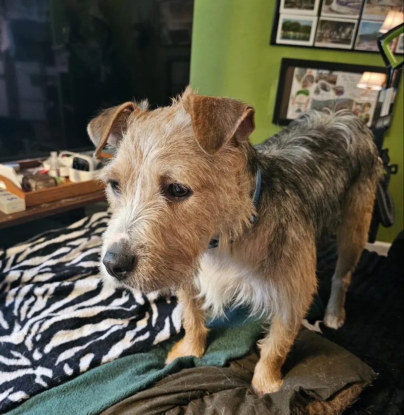 A young medium-sized male Black Terrier dog named Toby for adoption in Wadsworth, OH