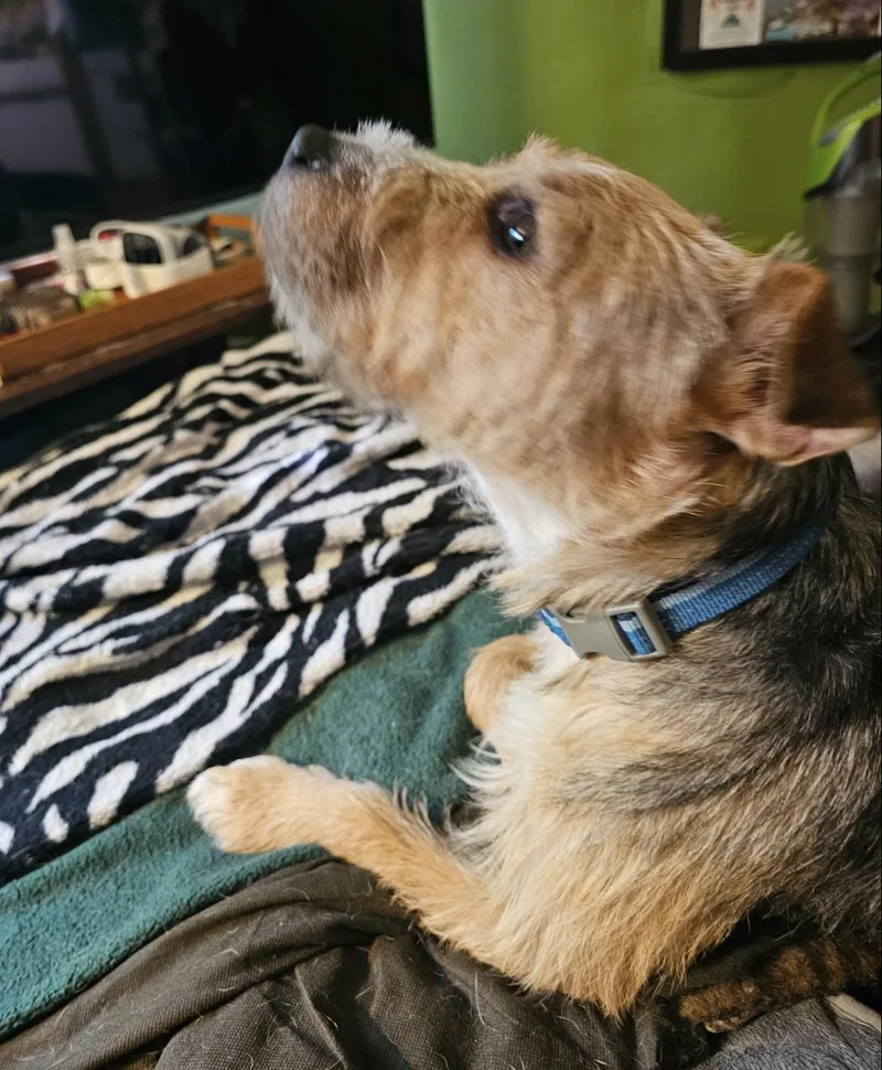Toby thumbnail 3