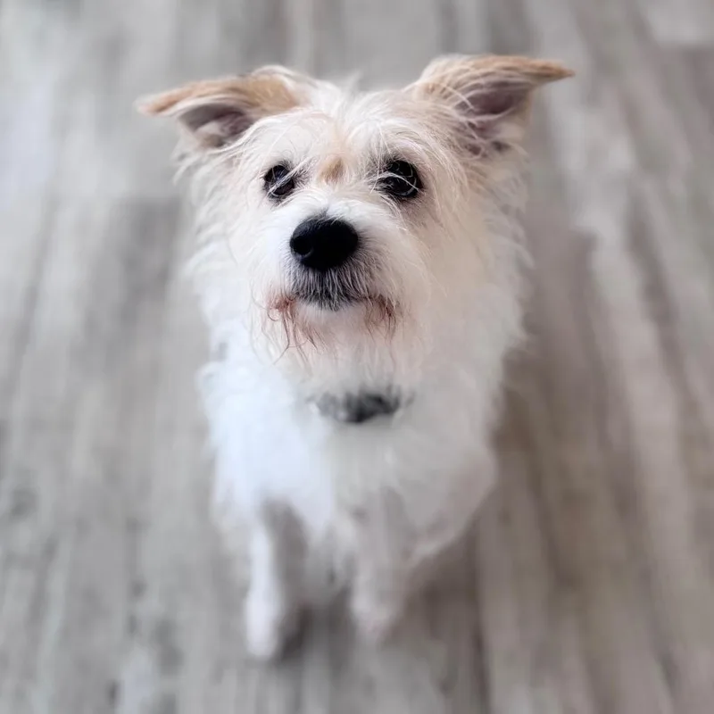 A senior small-sized male White / Cream Glen of Imaal Terrier dog named Scruffy for adoption in Green Bay, WI
