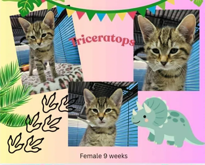 A baby small-sized female Domestic Short Hair cat named Triceratops for adoption in Blountville, TN