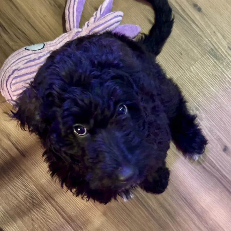 Gracie