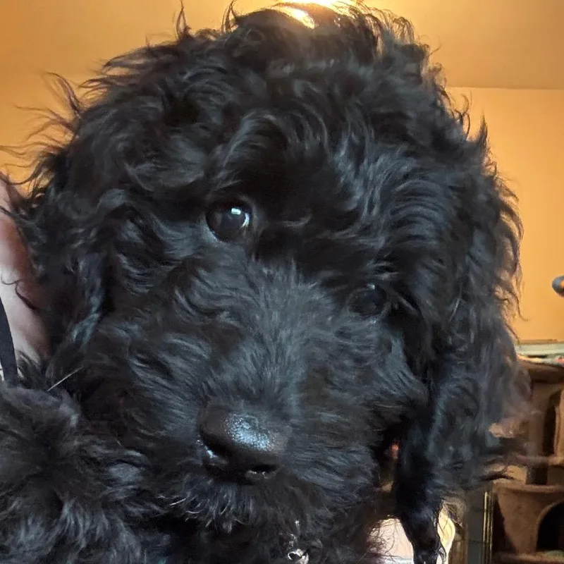 Gracie thumbnail 2