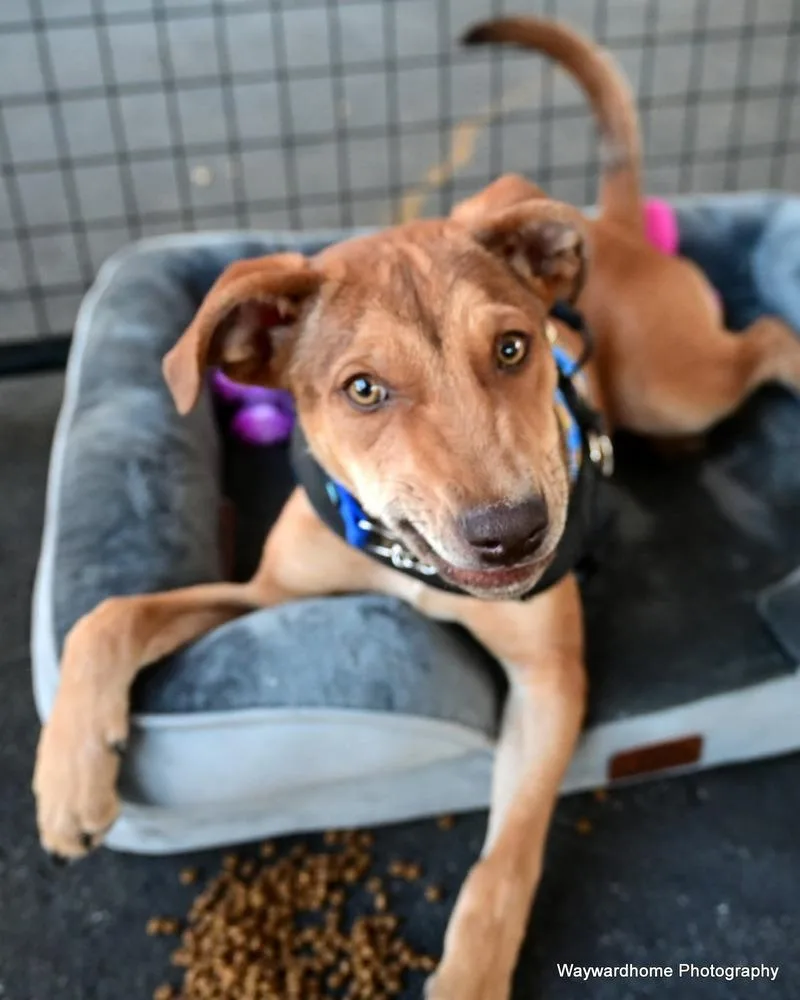 Mr Wiggles thumbnail 2