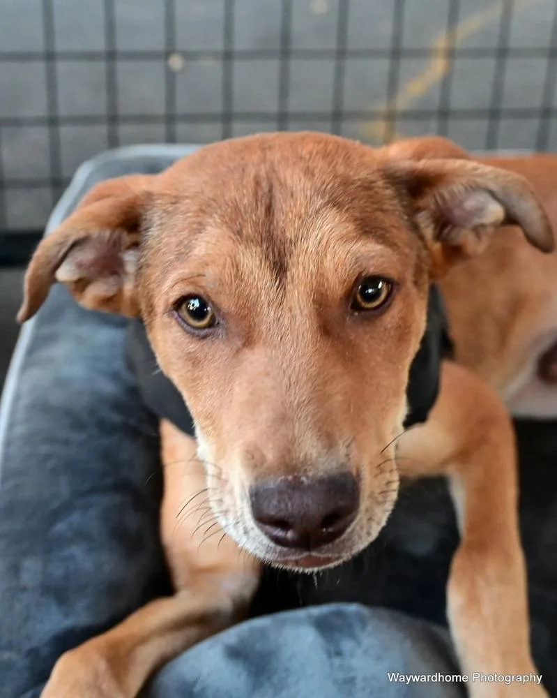 Mr Wiggles thumbnail 3