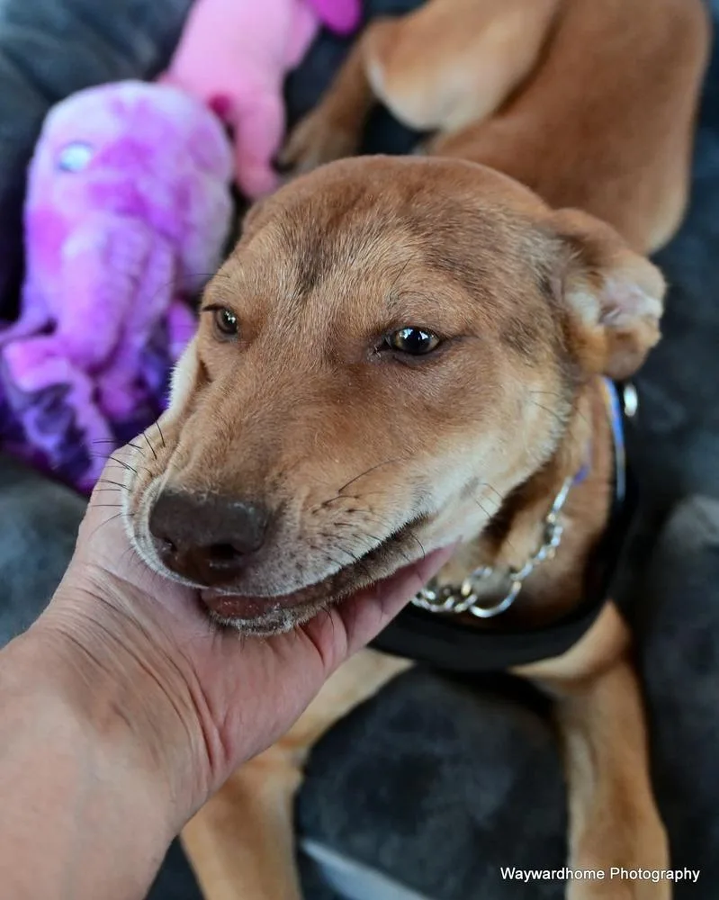 Mr Wiggles thumbnail 4