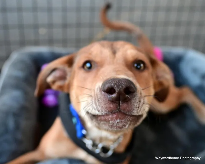 Mr Wiggles thumbnail 5