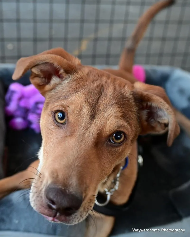 Mr Wiggles thumbnail 6