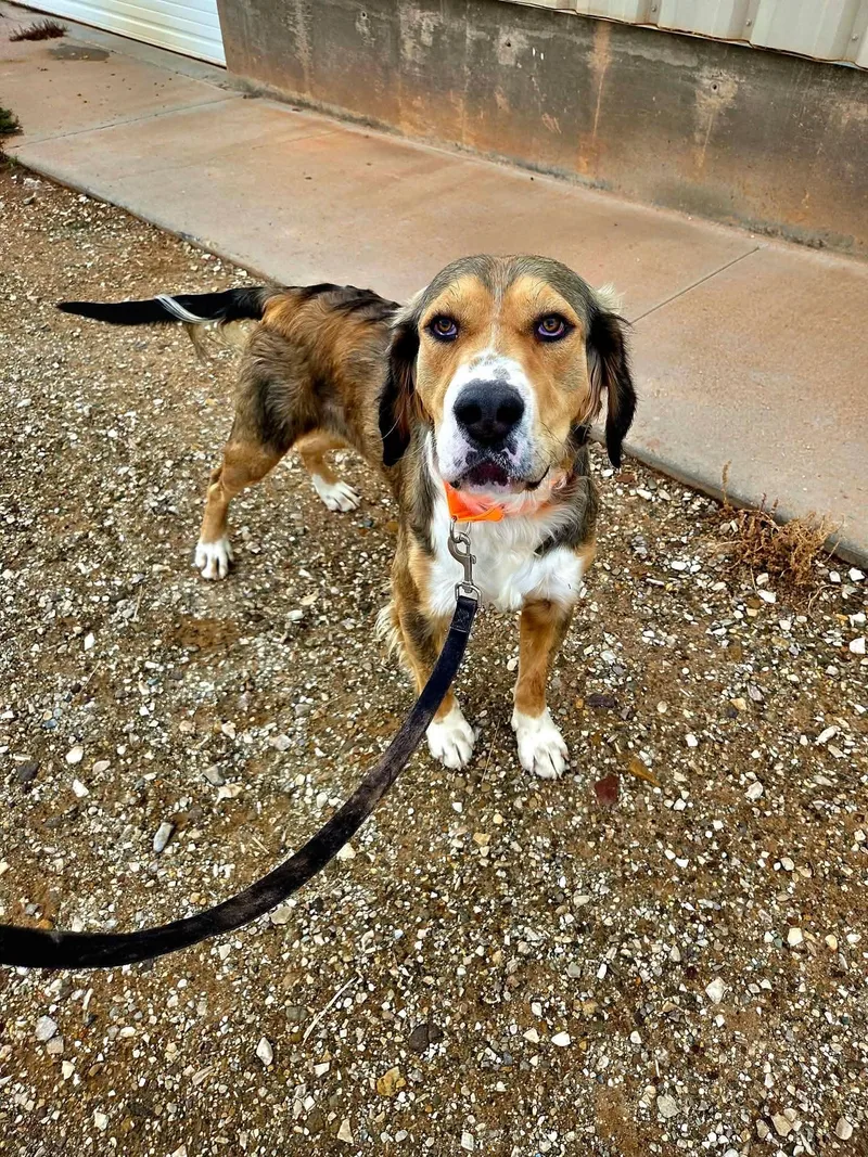 An adult large-sized male Yellow / Tan / Blond / Fawn Mixed Breed dog named Otis for adoption in Roosevelt, UT