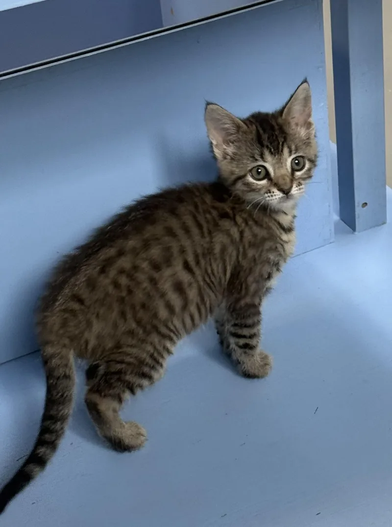 A baby medium-sized female American Shorthair cat named Evie for adoption in Big Rapids, MI