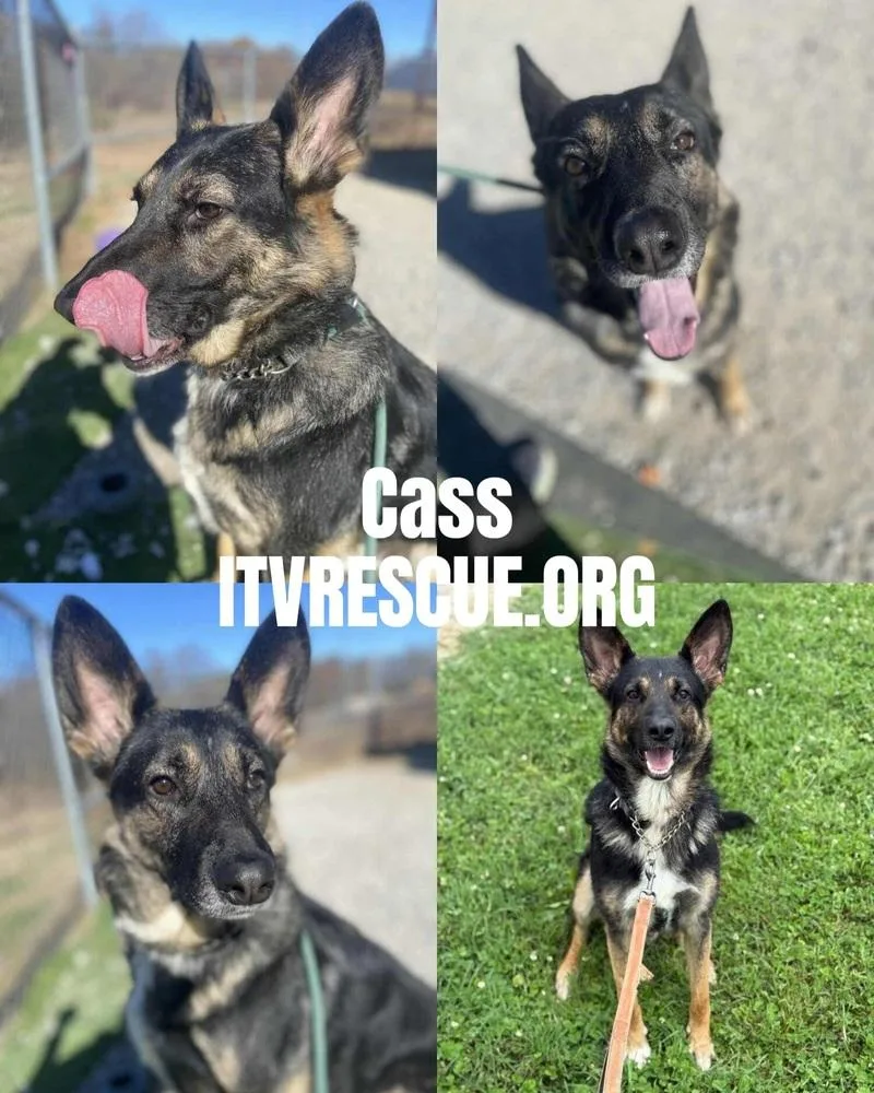 Cass thumbnail 4
