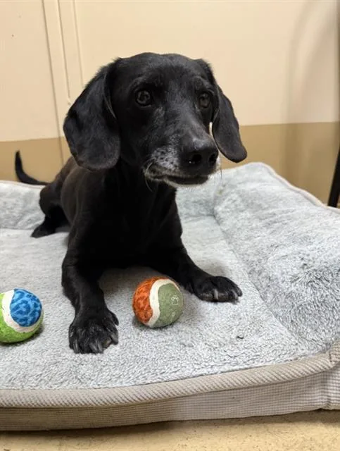 An adult small-sized male Dachshund dog named Sully for adoption in Chula Vista, CA