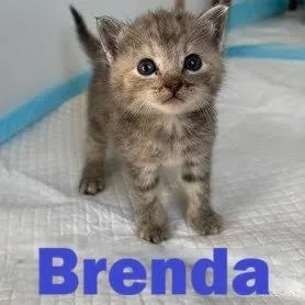 Brenda