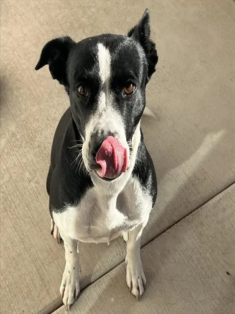 A young medium-sized female Border Collie dog named Marge for adoption in Tucson, AZ