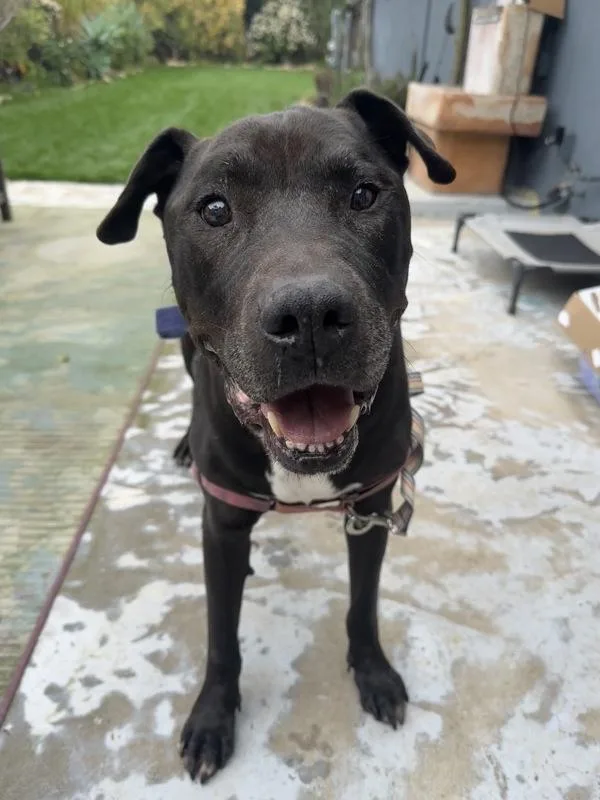 A senior large-sized male Pit Bull Terrier dog named Jovan for adoption in Oceanside, CA