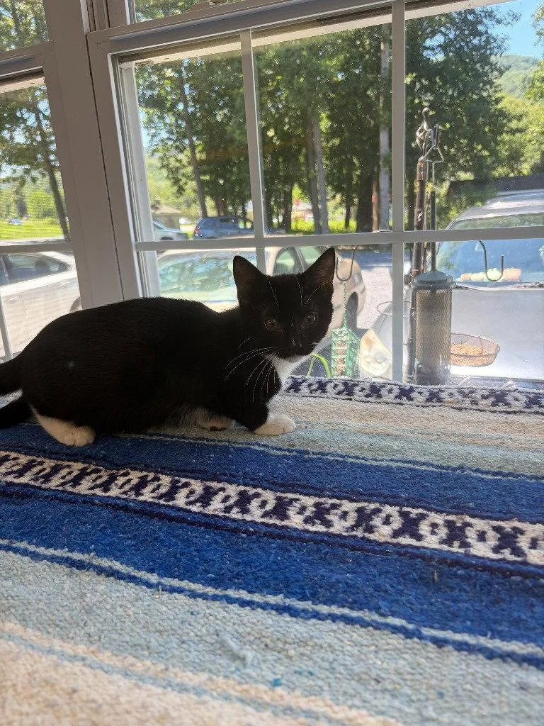 A baby small-sized female Black & White / Tuxedo Domestic Short Hair cat named Faye for adoption in Lovingston, VA