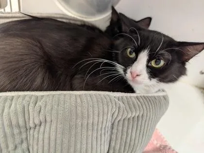 Tang Shen thumbnail 2