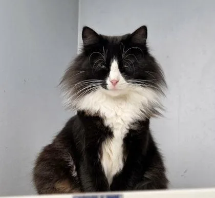 Tang Shen thumbnail 4