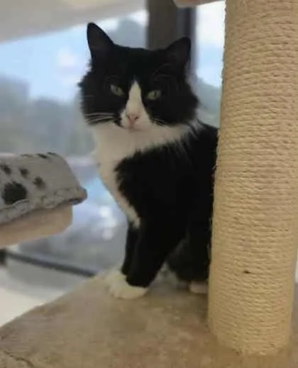 Tang Shen thumbnail 6