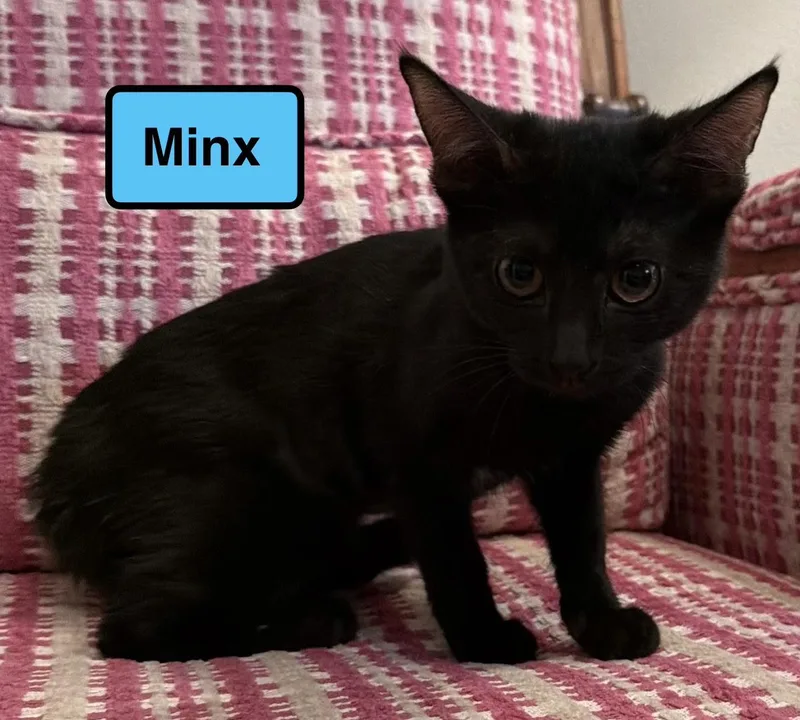 A baby medium-sized female Domestic Short Hair cat named Minx for adoption in Zimmerman, MN