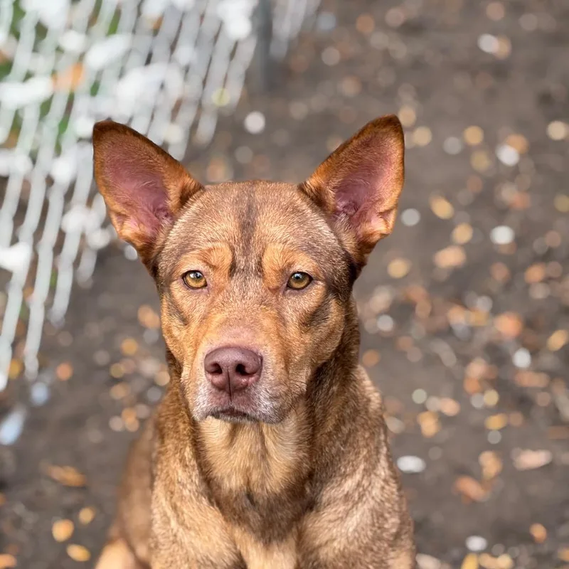 A young medium-sized female Brown / Chocolate Shepherd dog named Sally for adoption in Melbourne, KY