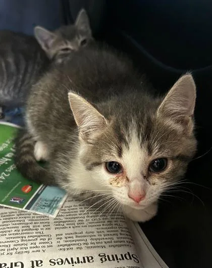 An adult small-sized female Domestic Short Hair cat named Bingus for adoption in Spruce Pine, NC