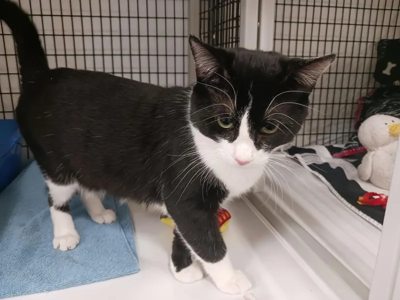 A young medium-sized male Domestic Short Hair cat named Himbo for adoption in Raleigh, NC