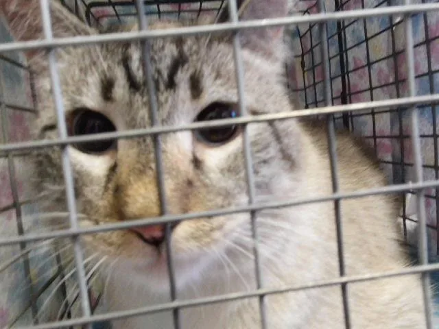 An adult small-sized male Siamese cat named Binx for adoption in Tulsa, OK