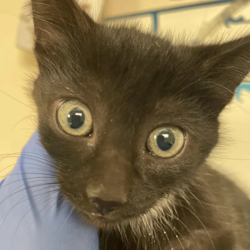 A baby small-sized female Black Domestic Short Hair cat named Grapevine for adoption in Lynchburg, VA