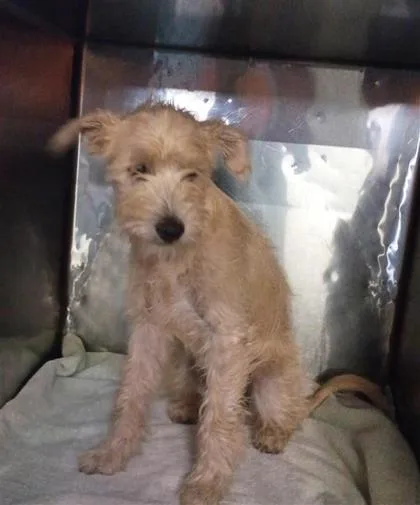 A young small-sized female Apricot / Beige Schnauzer dog named 61418420 for adoption in El Paso, TX