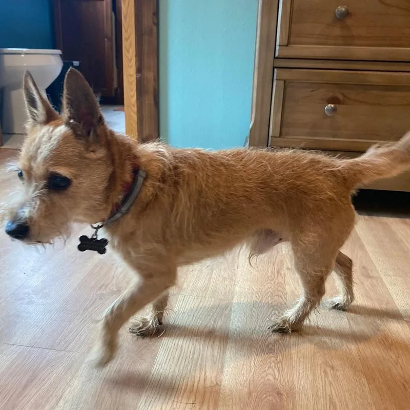 A senior small-sized male Brown / Chocolate Terrier dog named Winston Churchill for adoption in Olathe, KS