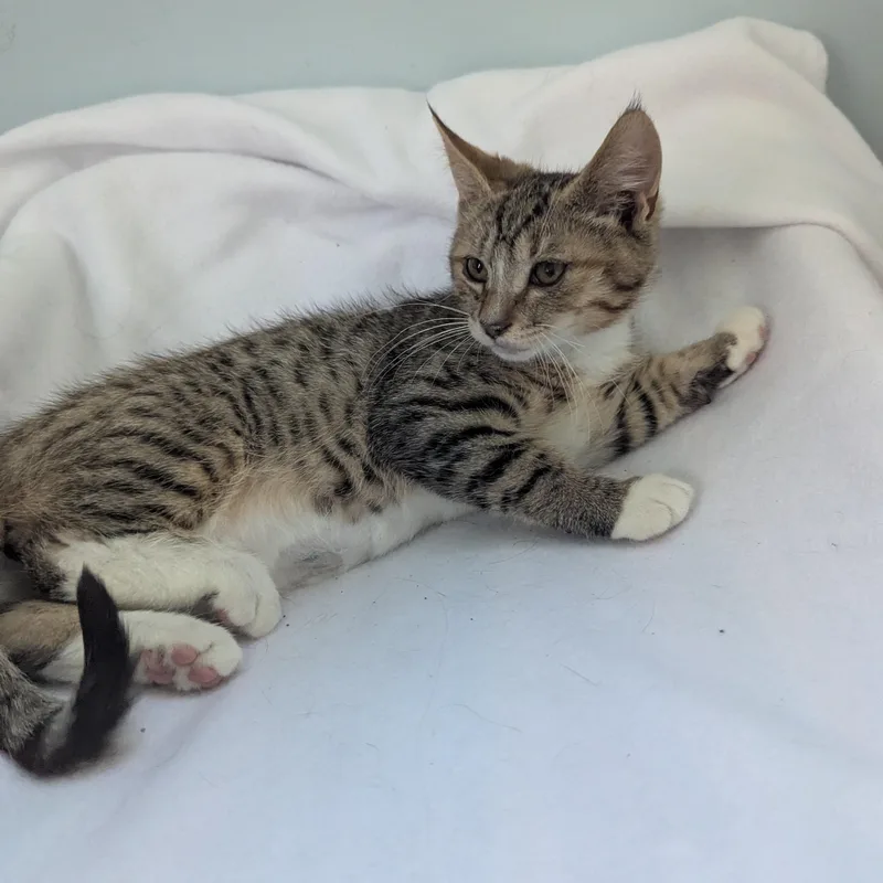 A baby medium-sized male Tabby (Buff / Tan / Fawn) Domestic Short Hair cat named Bumble for adoption in Haddon Heights, NJ