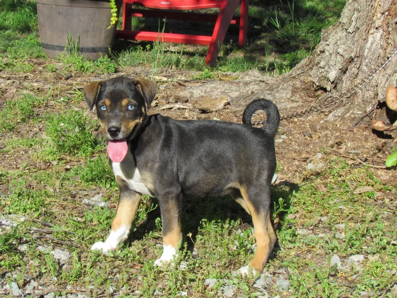A baby medium-sized female Feist dog named Sora for adoption in Medfield, MA